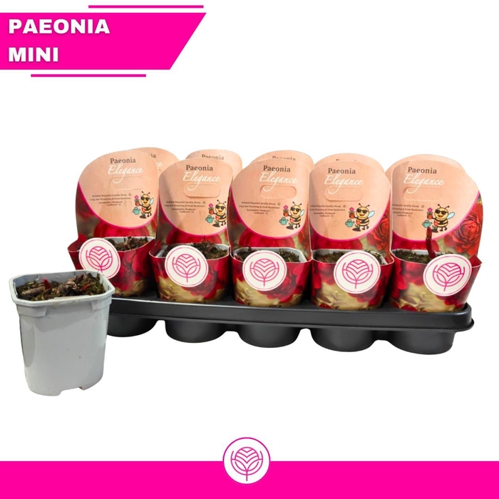 <h4>PAEONIA OV</h4>