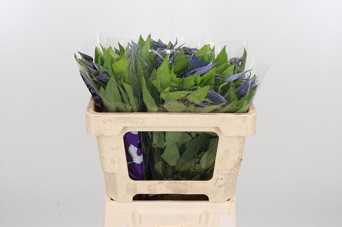 <h4>Clem Amazing Oslo</h4>