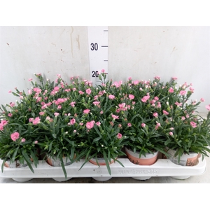 Dianthus  'Diantica Peach Party'