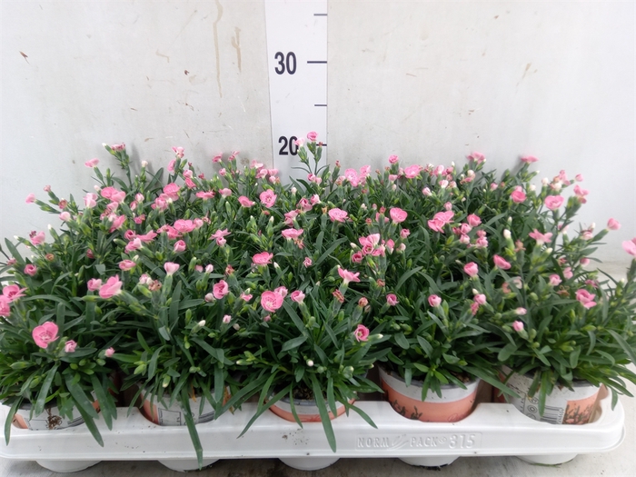 <h4>Dianthus  'Diantica Peach Party'</h4>