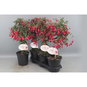 FUCHSIA OV