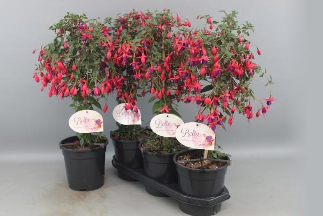 <h4>FUCHSIA OV</h4>