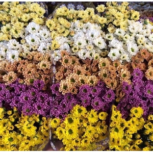 Chr San Rossi Mix in bunch