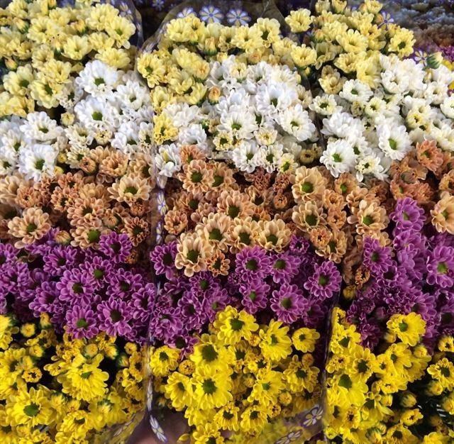 <h4>Chr San Rossi Mix in bunch</h4>