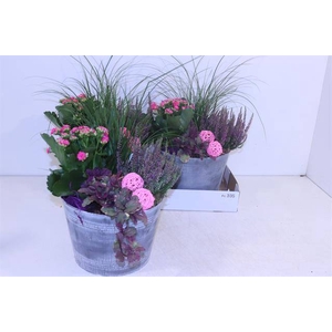 Arr Tuinplanten