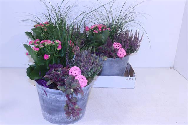<h4>Arr Tuinplanten</h4>
