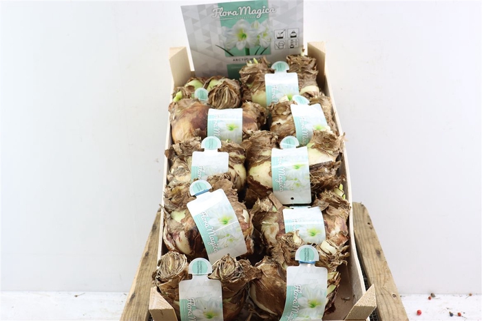 <h4>Hipp Dry Bulb Twin White In Wooden Crate</h4>