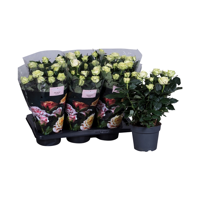 <h4>Nolina Roses Ø 17 cm White st 2-3</h4>
