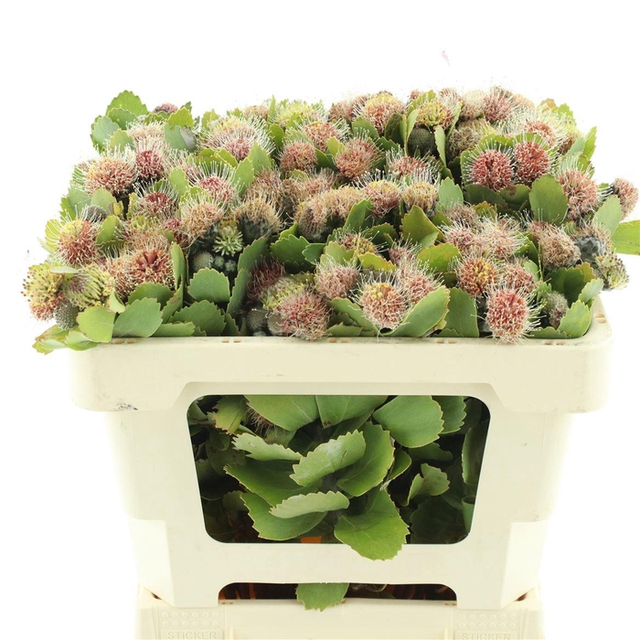 <h4>Kaaps Winterii Buds</h4>