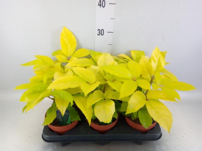 <h4>Schefflera actin.</h4>