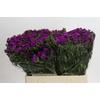 Dianthus Br Amazon Neon Purple