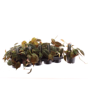 PHIL SCANDENS MICANS