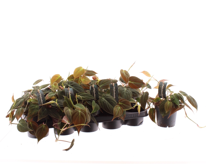 <h4>PHIL SCANDENS MICANS</h4>