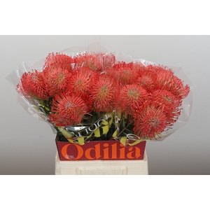Nutans Ayoba Pink