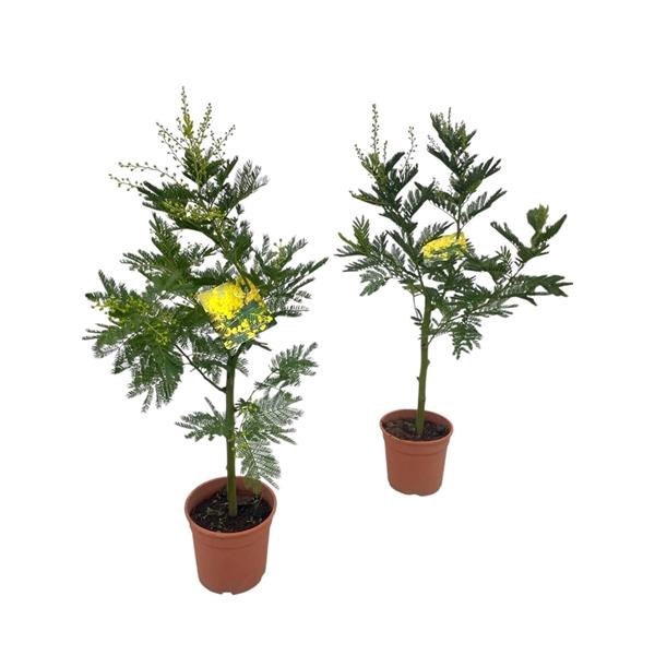 <h4>Mimosa (Acacia Dealbata) - op Stam</h4>