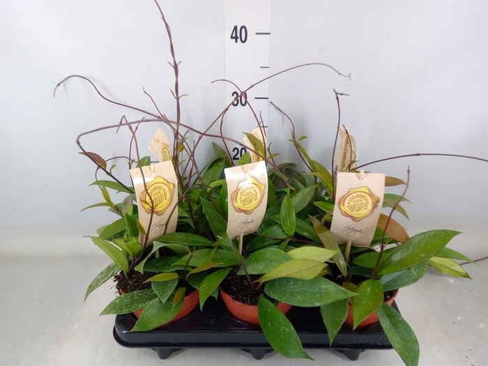 <h4>Hoya carnosa</h4>