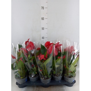Anthurium  'Banderola Lava'