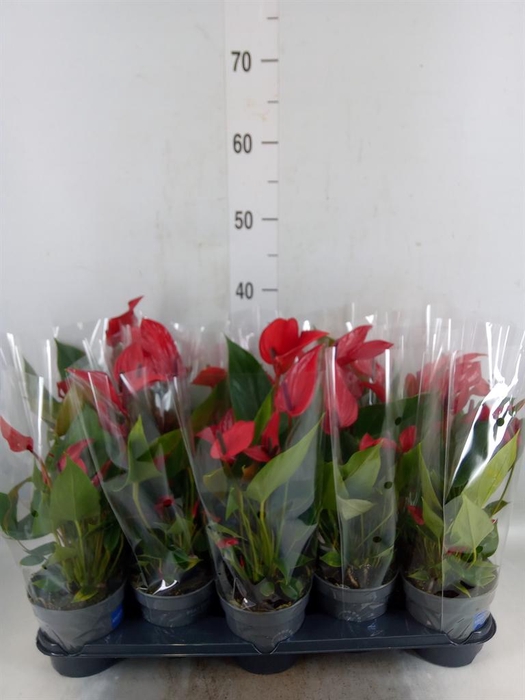 <h4>Anthurium  'Banderola Lava'</h4>