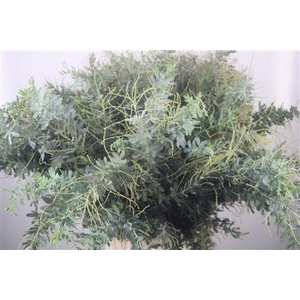Acacia Balayana Per Stem 75cm