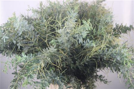 <h4>Acacia Balayana Per Stem 75cm</h4>