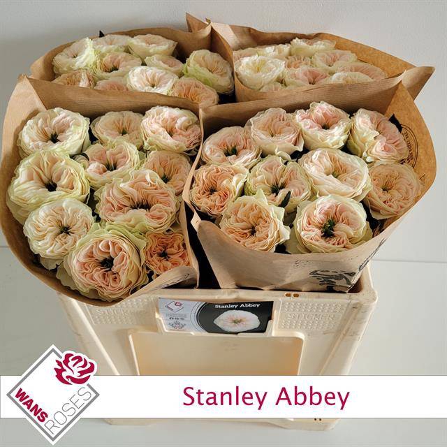 <h4>R GR STANLEY ABBEY</h4>