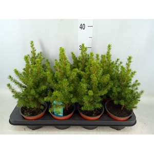 Picea glauca 'Conica'