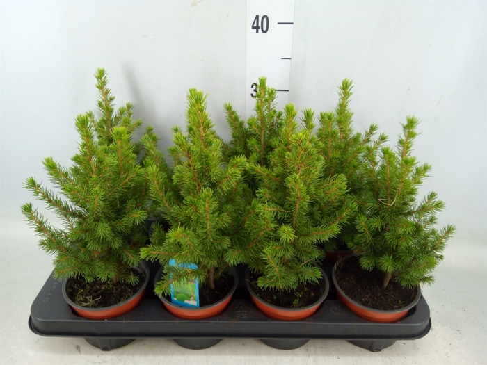 <h4>Picea glauca 'Conica'</h4>