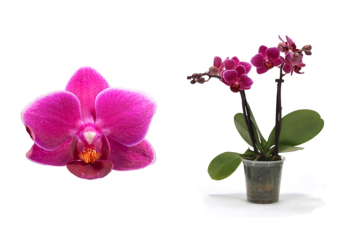 <h4>Phal Tiny Dolls Paars 2T10+ zonder Aqu@</h4>