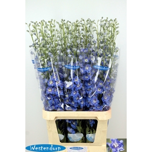 DELPH DU KI OCE BLUE