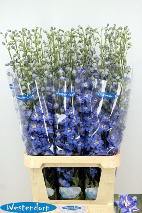<h4>DELPH DU KI OCE BLUE</h4>