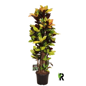 Codiaeum var. KL 'Mrs Iceton'