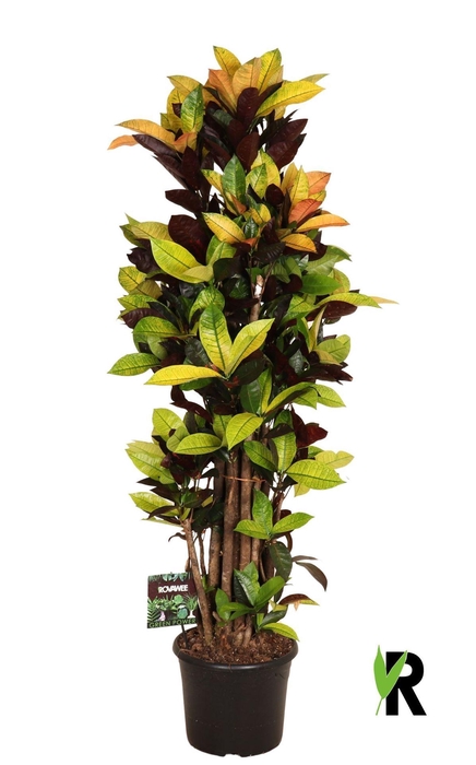 <h4>Codiaeum var. KL 'Mrs Iceton'</h4>