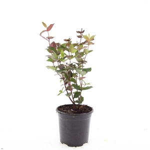 Hypericum x inodorum Magical Black