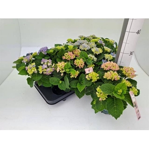 .Hydrangea macrophylla magical revolution