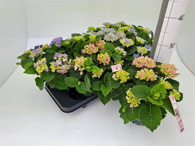 <h4>.Hydrangea macrophylla magical revolution</h4>