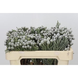 Kaaps Groen Silver Brunia