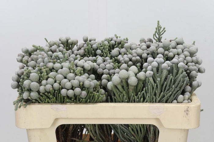 <h4>Kaaps Groen Silver Brunia</h4>