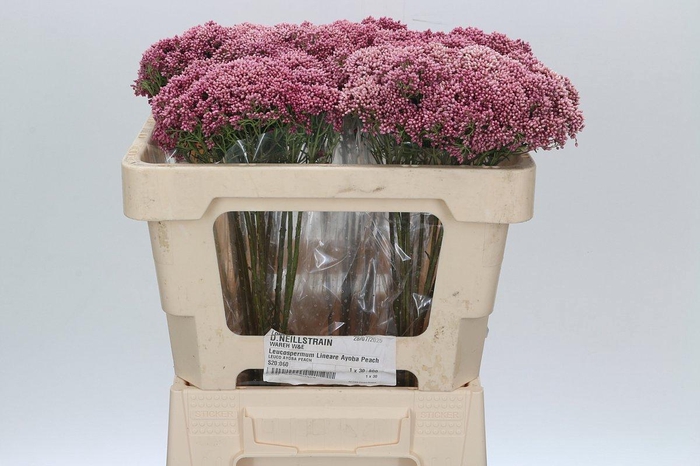 Ozothamnus Booming Pink