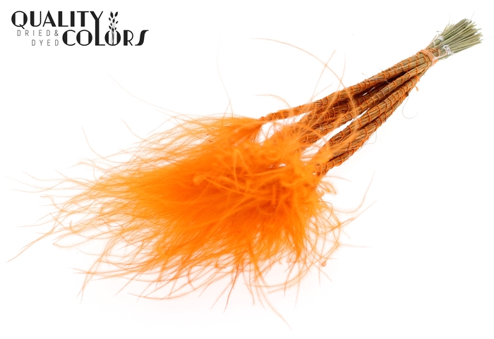<h4>Stypha Penata 10 tufts per bunch Orange</h4>