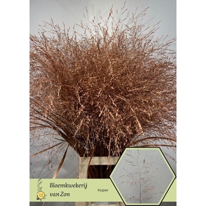 SIERGR OV KLB KOPER H%