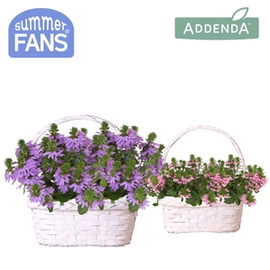 Scaevola mix in Duomand twins mix