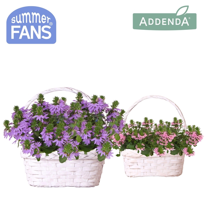 <h4>Scaevola mix in Duomand twins mix</h4>