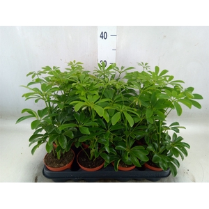 Schefflera arbor. 'Luseana'