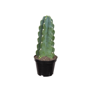 CACTUS MANDACARU P14 SEM ESPINHOS