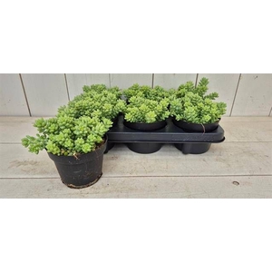 SEDUM BURRITO