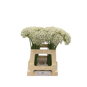 Allium Nigrum