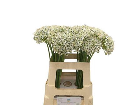 <h4>Allium Nigrum</h4>