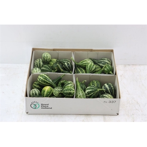 Sier Cucumis Kalabas Mini Green X4
