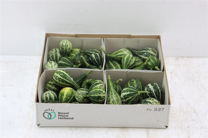 <h4>Sier Cucumis Kalabas Mini Green X4</h4>