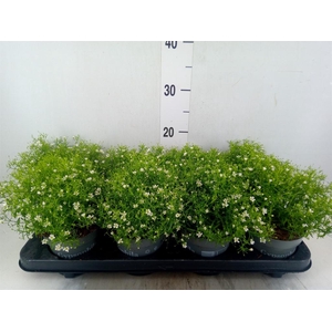 Gypsophila muralis 'Fleur White'